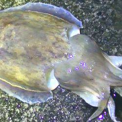 雨の中釣行、太刀魚、アオリイカ、コウイカ、メバル、タコ